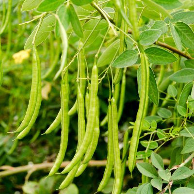 selective focus of  fresh green beans in field farm