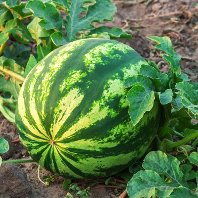 ripe and sweet watermelon on plantation