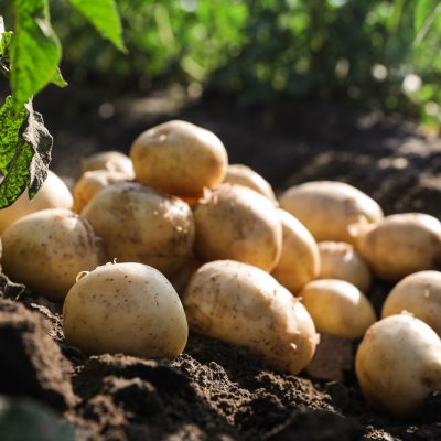 Pile of ripe potatoes on ground in field